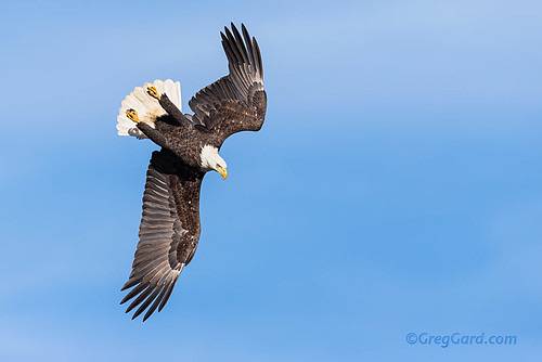 Bald Eagle by Greg Gard is licensed under CC BY-NC-ND 2.0